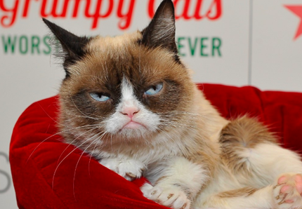 Addio al famosissimo Grumpy cat